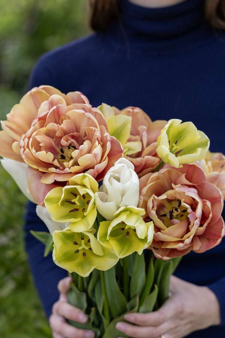 'Antique Lemon' tulpanblandning